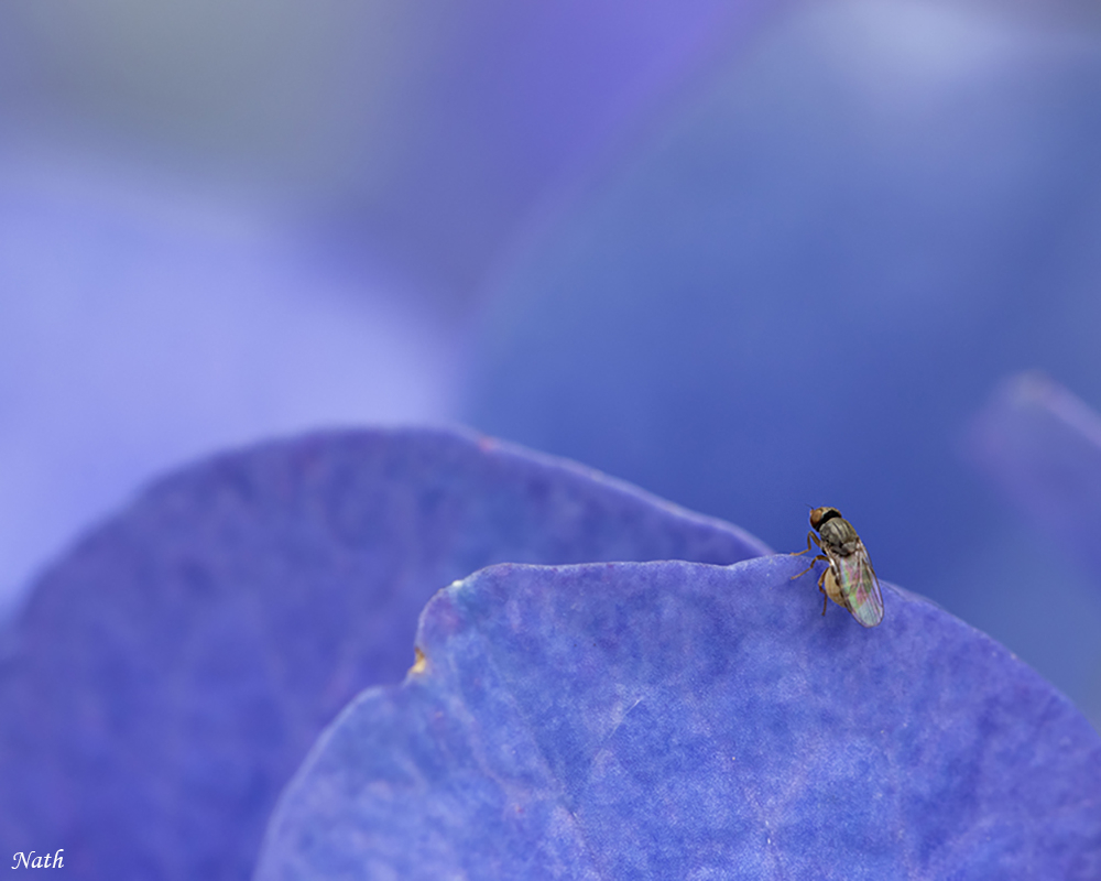 1575518313_Hortensia_5.jpg.fb5b3efa4de922852a4dda193240b506.jpg