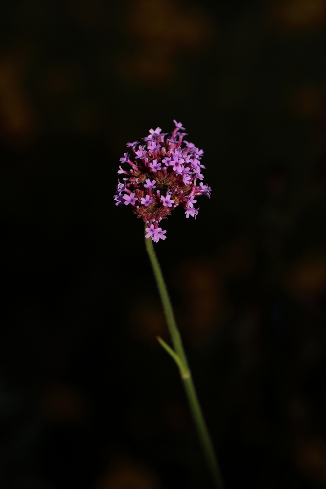 2G6A9416.JPG.332546f1de483bdde3181bd2013c5d83.JPG