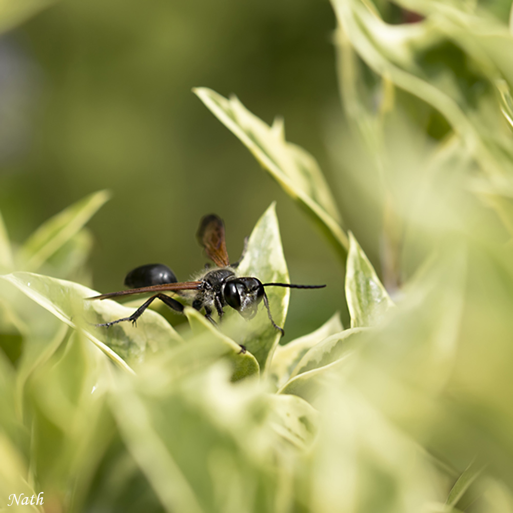 314201118_Insectevolant.jpg.e9d242f2c8384b2c4318f4ab13d43d5d.jpg