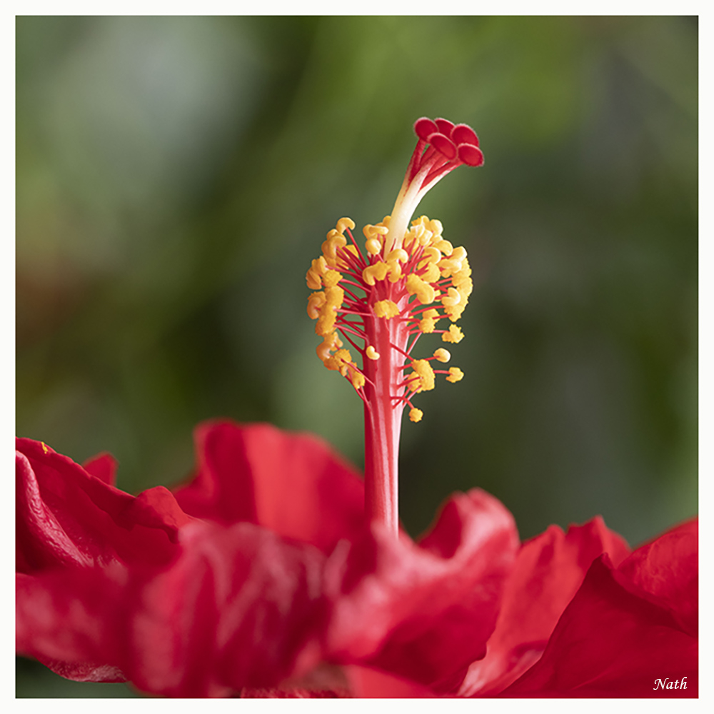339497100_Etaminesetchiffonnade.jpg.35caaf42e198fdfe8978b3a8a12da140.jpg
