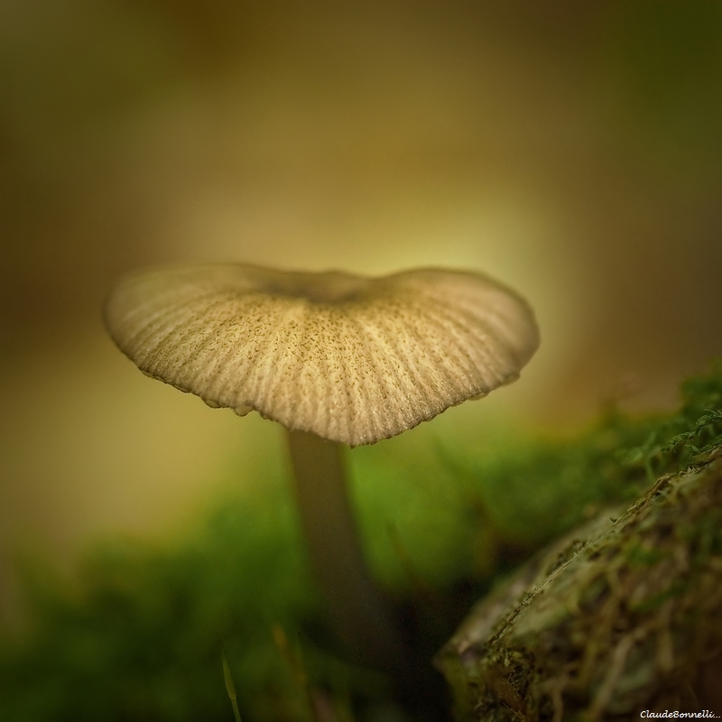 517571627_champignons2639_filtered.jpg.20cef06b87f794142ebd0b4f6c1018e5.jpg