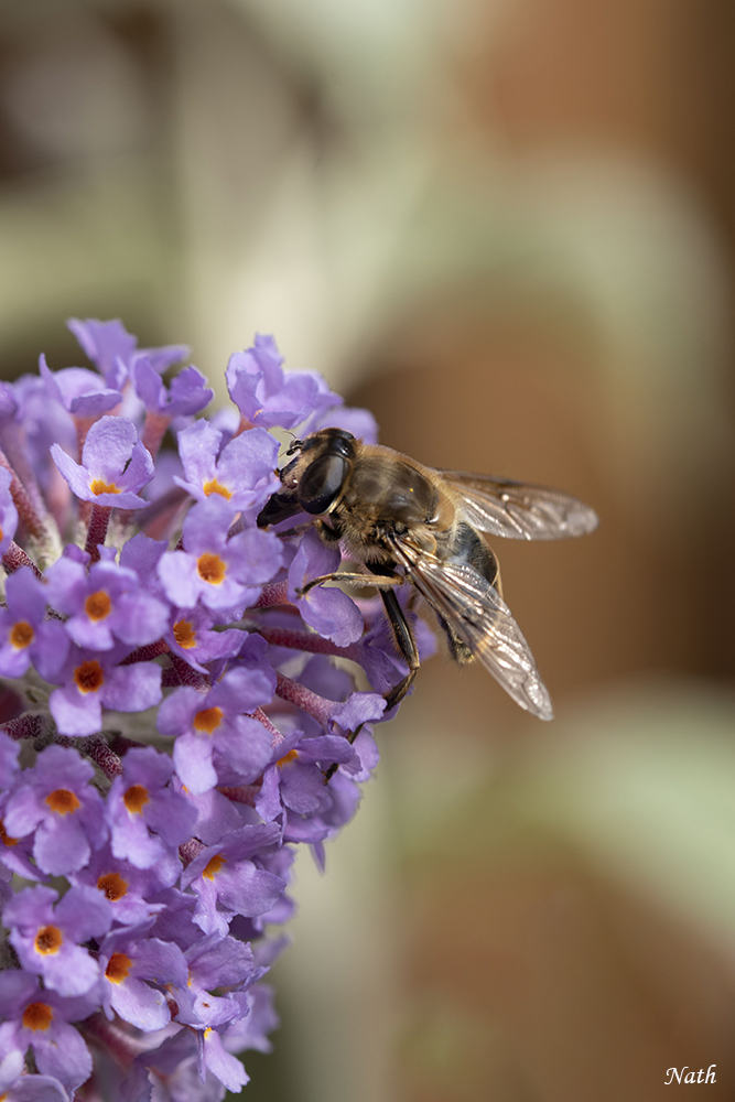Abeille_4.jpg.49b92f2d304c8959defbe9647a9973b1.jpg