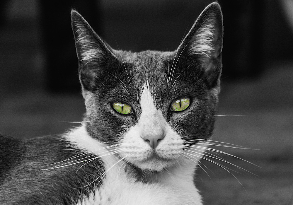 D1A2B1CA-E8FD-4157-B63E-01F2D48018C1.jpeg.98dac5facfa425ec567b59c0b31ce13c.jpeg