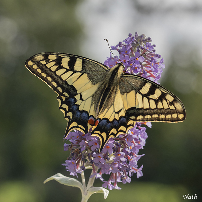 Machaon_3.jpg.109eb453b3b52c4fe2dfeae79d691dd4.jpg