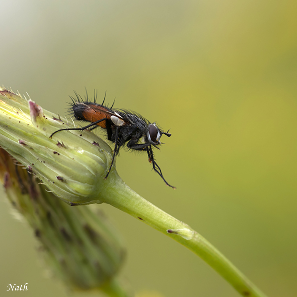 Mouche.jpg.90b752c2ddc519560fa512a9d957ae80.jpg