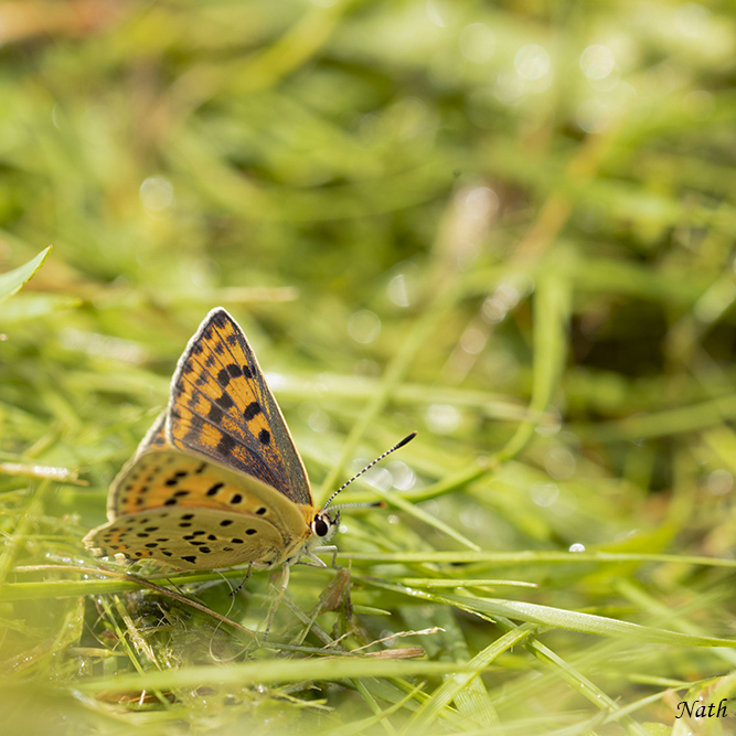 Papillon_1.jpg.e2d002e7a903ffa9cb69bdf166b6ef40.jpg