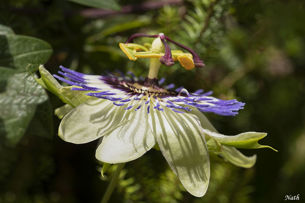 Passiflore_4.jpg.ea1c8c8a866f71a471abd3956937be3b.jpg