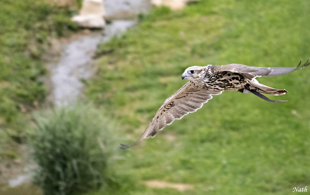 Rapace.jpg.6950ada73cf7b0f836ab0a89afbc8ef0.jpg