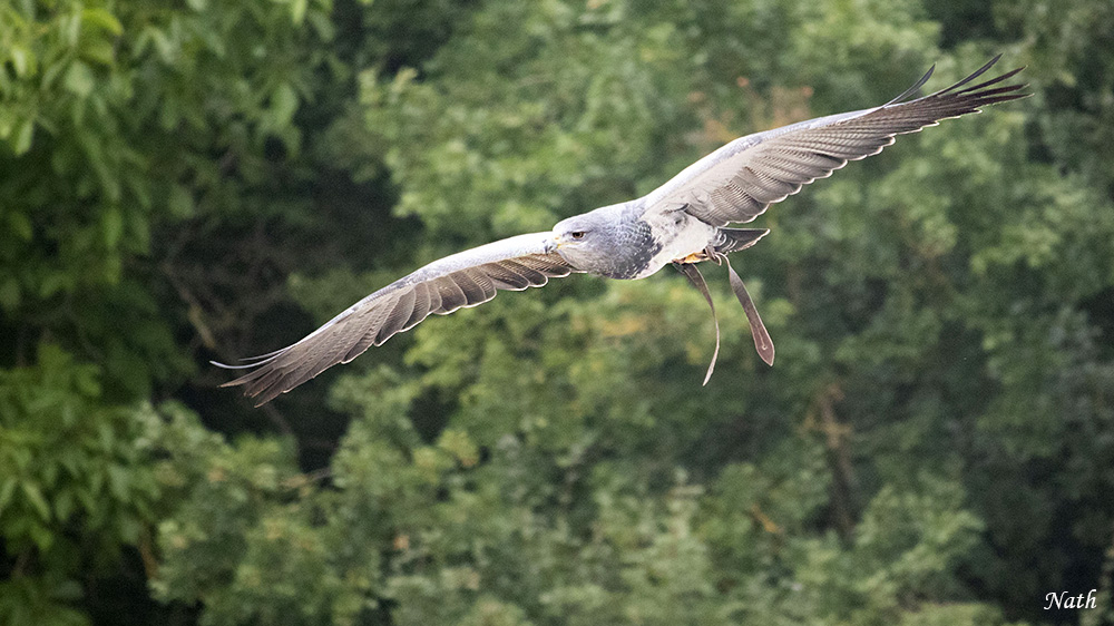 Rapace_1.jpg.e66063e8d1bf04f1d1872931300c7140.jpg