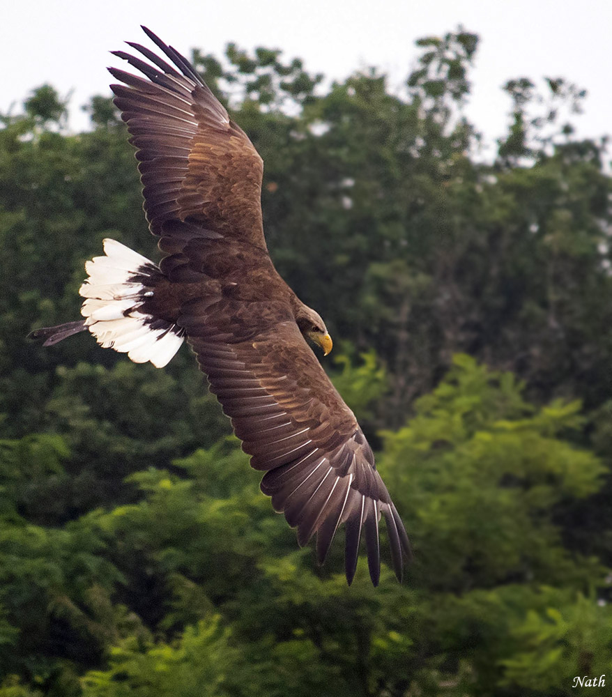 Rapace_2.jpg.ebe2bb2c5c44edacd8800a40ad1a0de8.jpg