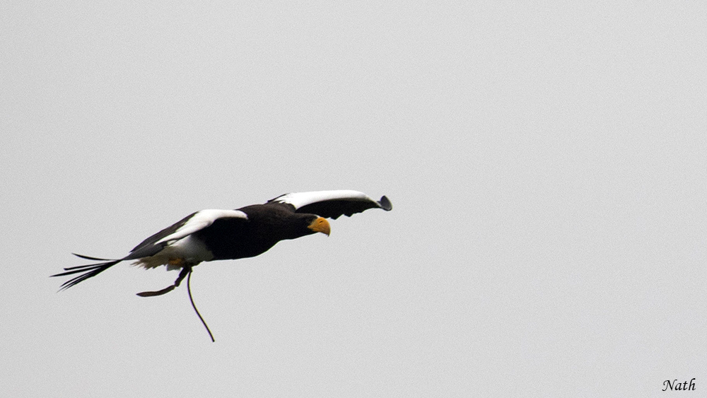 Rapace_3.jpg.a6abf8c71e4b8feb033b6a992b9a67d4.jpg