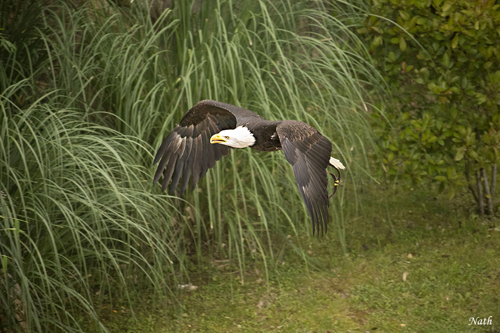 Rapace_5.jpg.52fb274b2c1249dd0d5c5a22cc0ab676.jpg