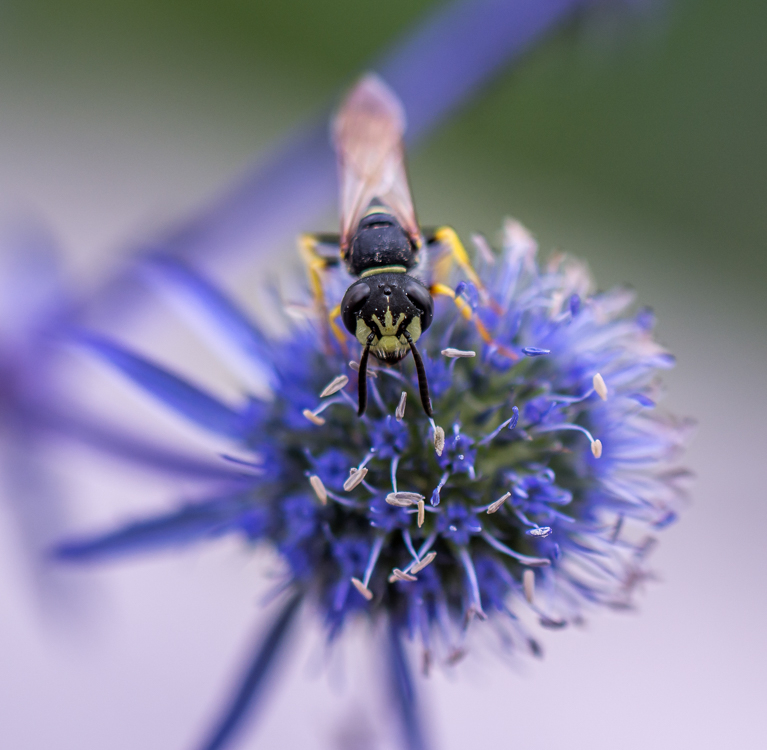 _.jpg.9884a37ab0b6d182ab3f7908d73c29b8.jpg