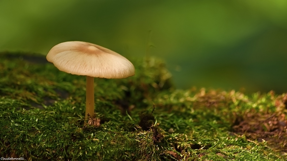 1-0300_filtered.jpg.88dffe42333fb5d4c2ab6f14b15a5340.jpg