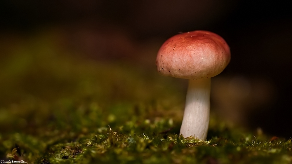1-1-2398_filtered.jpg.47cf7c62d619658f26cd1778707dd8ce.jpg