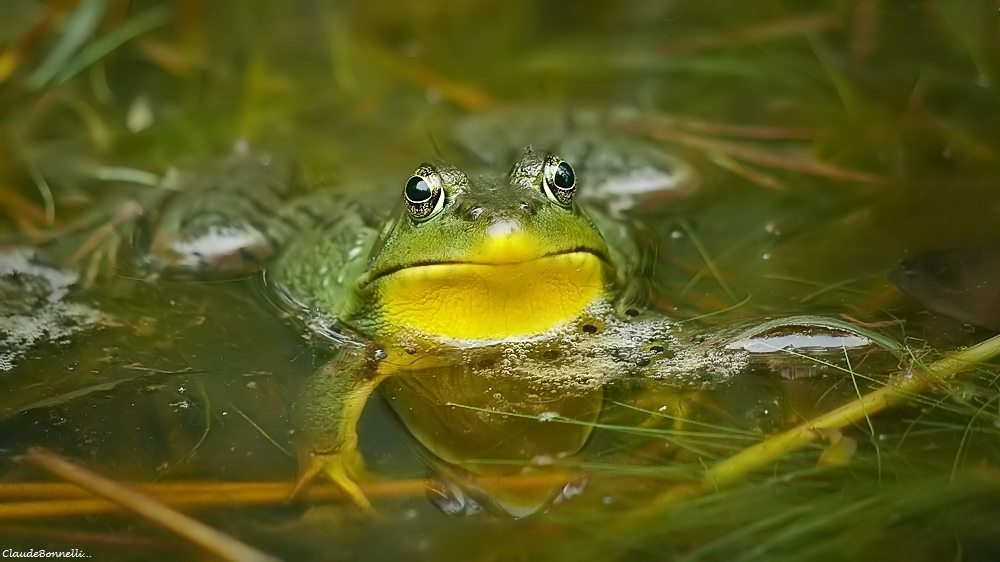 1-2583_filtered.jpg.718a25bb338107bde9d7615275d390de.jpg