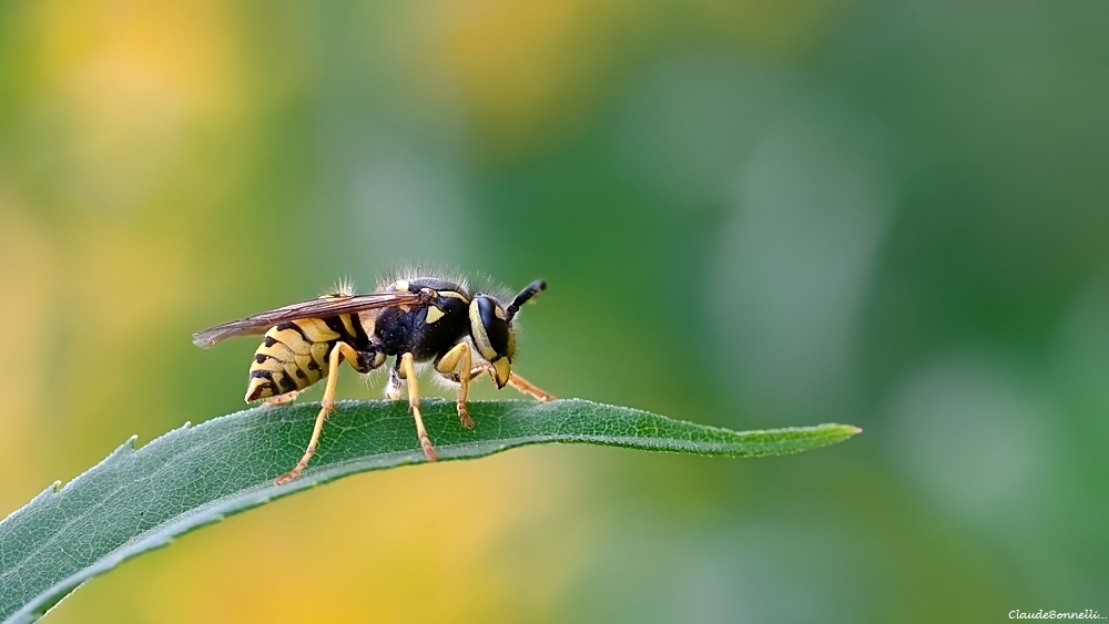 1-4901-2_filtered.jpg.982eab8dc59ebc3305e64949f476e066.jpg