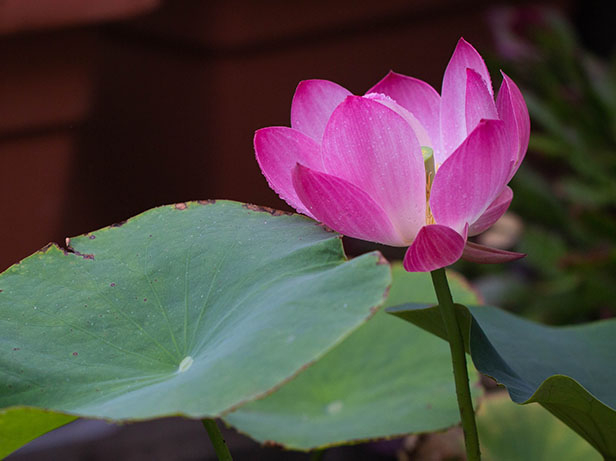 1222817903_fleurdelotus.jpg.ed6f73d5b503f932332f83a57b6abe99.jpg