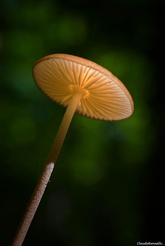 1369744841_champignon2763_filtered.jpg.57de23a9e7e0aec1e1231e7b799f16e2.jpg