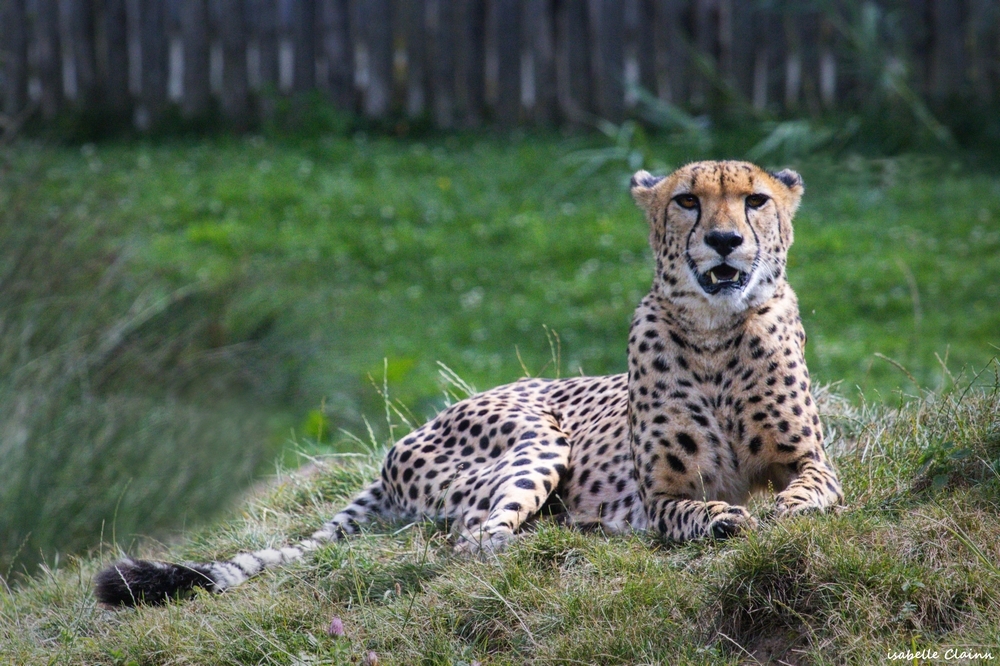 beauval 5fp.jpg