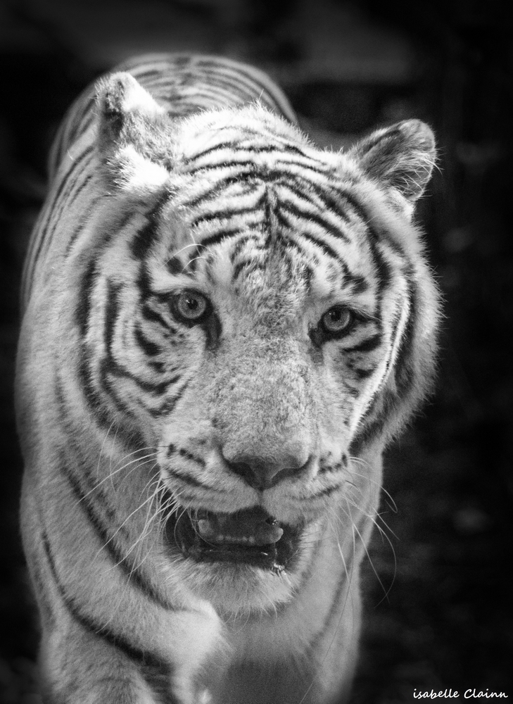 beauval 2fp.jpg
