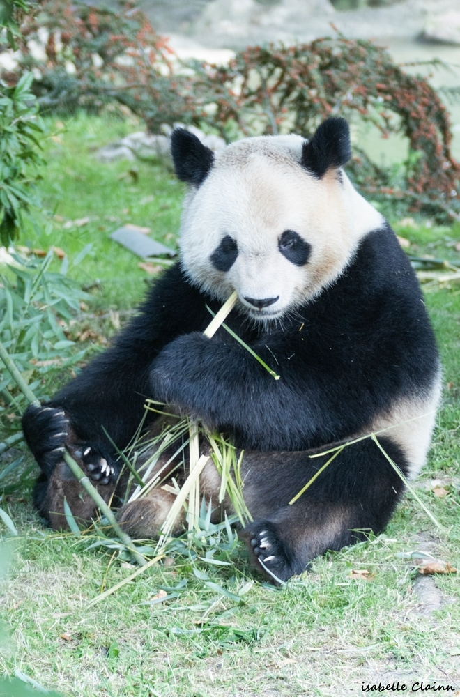 beauval 3fp.jpg
