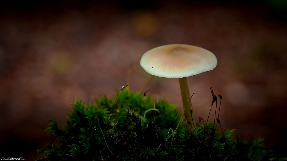 1874957242_champignon2682_filtered.jpg.7ce22ef34f67fedb2b225fc435d83d38.jpg