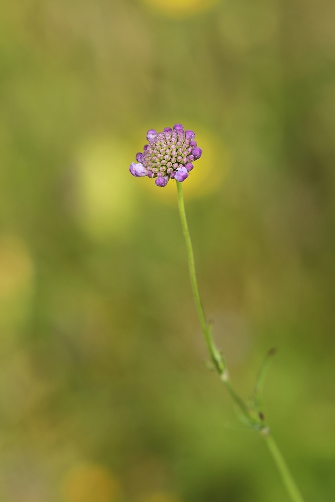 2G6A9665.JPG.e2061ed44ee1f5802e88b9cc42cdb2a4.JPG