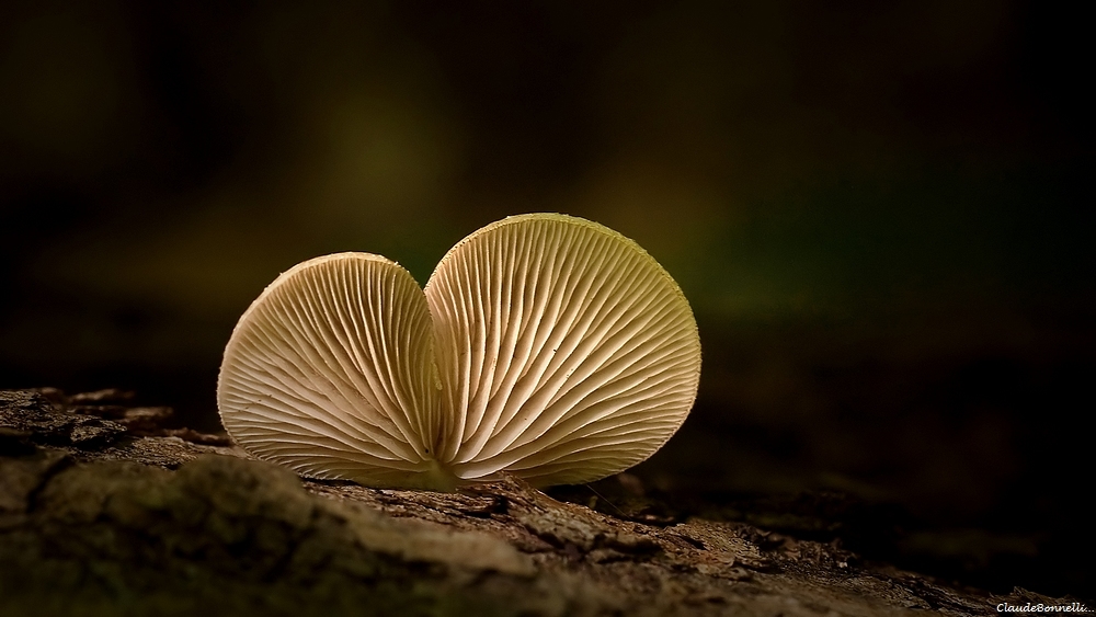 432603072_champignons2660_filtered.jpg.67871484c7d5796ab85d5b8d52840ea1.jpg