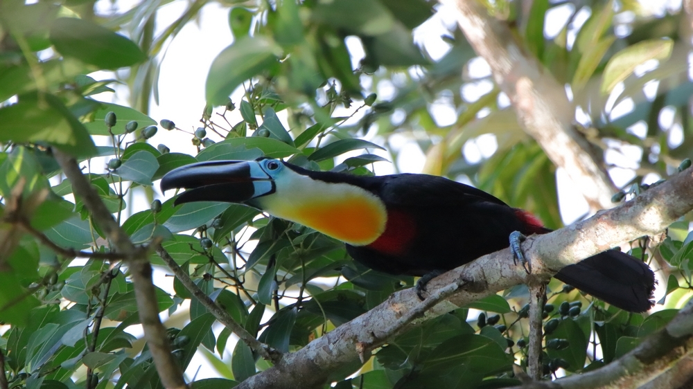567072099_toucanariel7.JPG.3d8900231b81840ad9ec5325f358fd1f.JPG