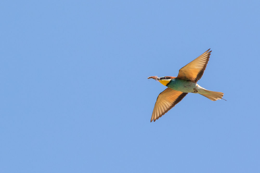 7d-17286.jpg.6d24b1c86f306e246babab51db99f09d.jpg