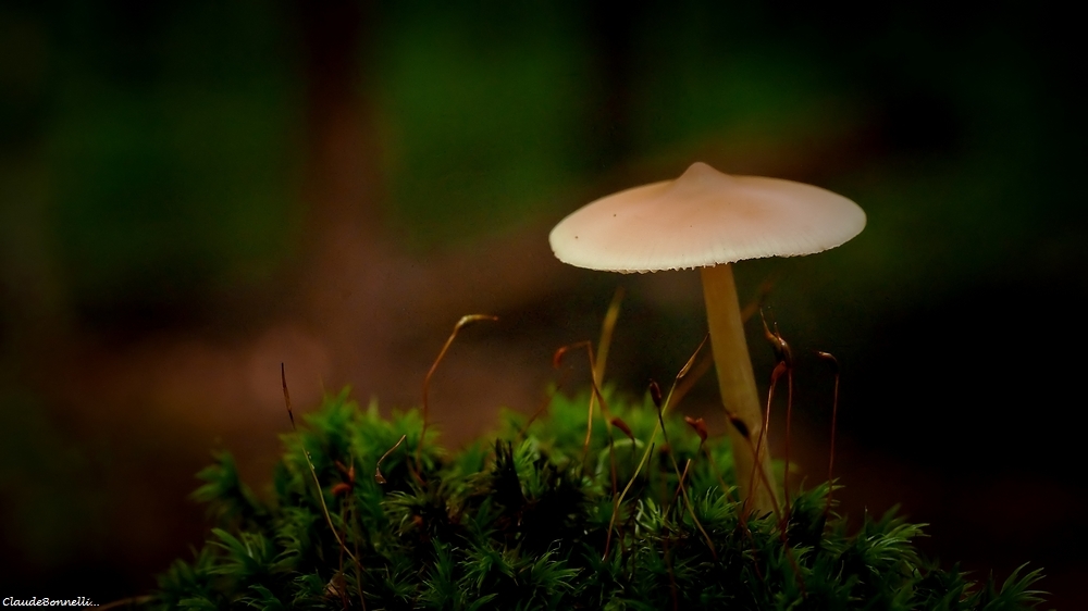 859633738_champignon2680_filtered.jpg.fefd4f52b25bb3dc8f7f8c50840dbf6f.jpg