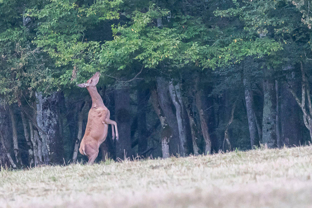 Biche1.jpg.2fbc43d9f375327d6c876403664bbece.jpg