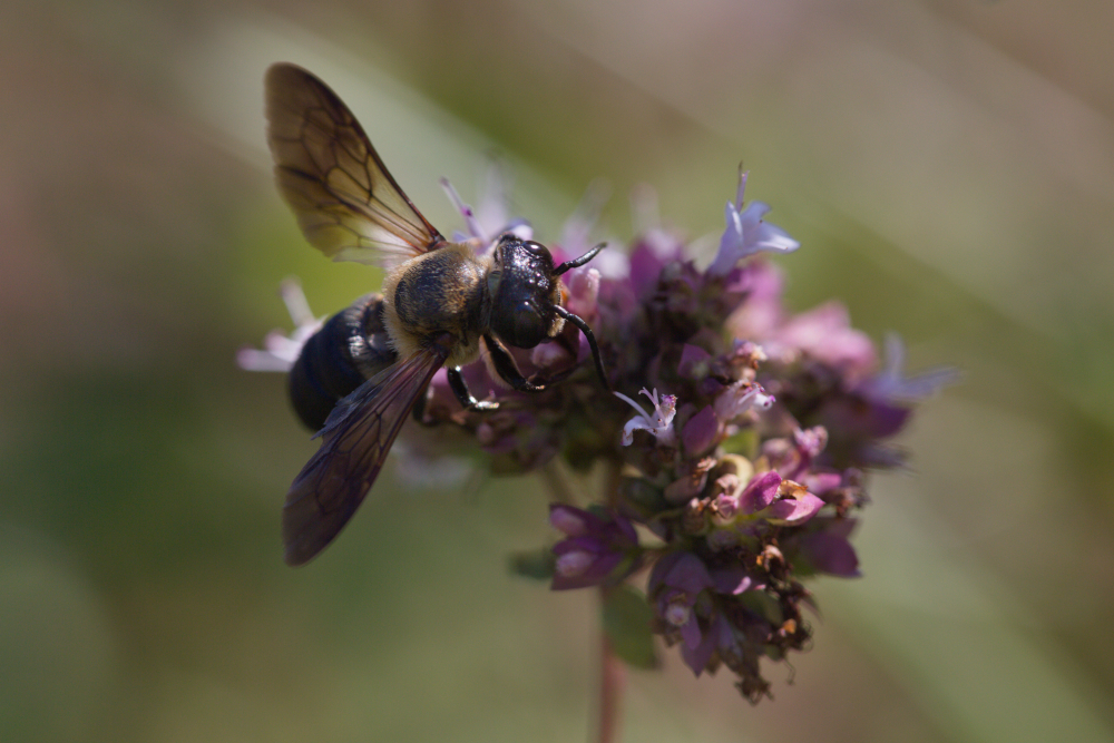 abeille2482.jpg.d52b5c07cfab7ce14eddb17a068cf9ff.jpg