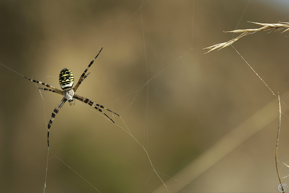 argiope_1_1.jpg.dd15fa73ff1e29dba8755f012fa4c782.jpg