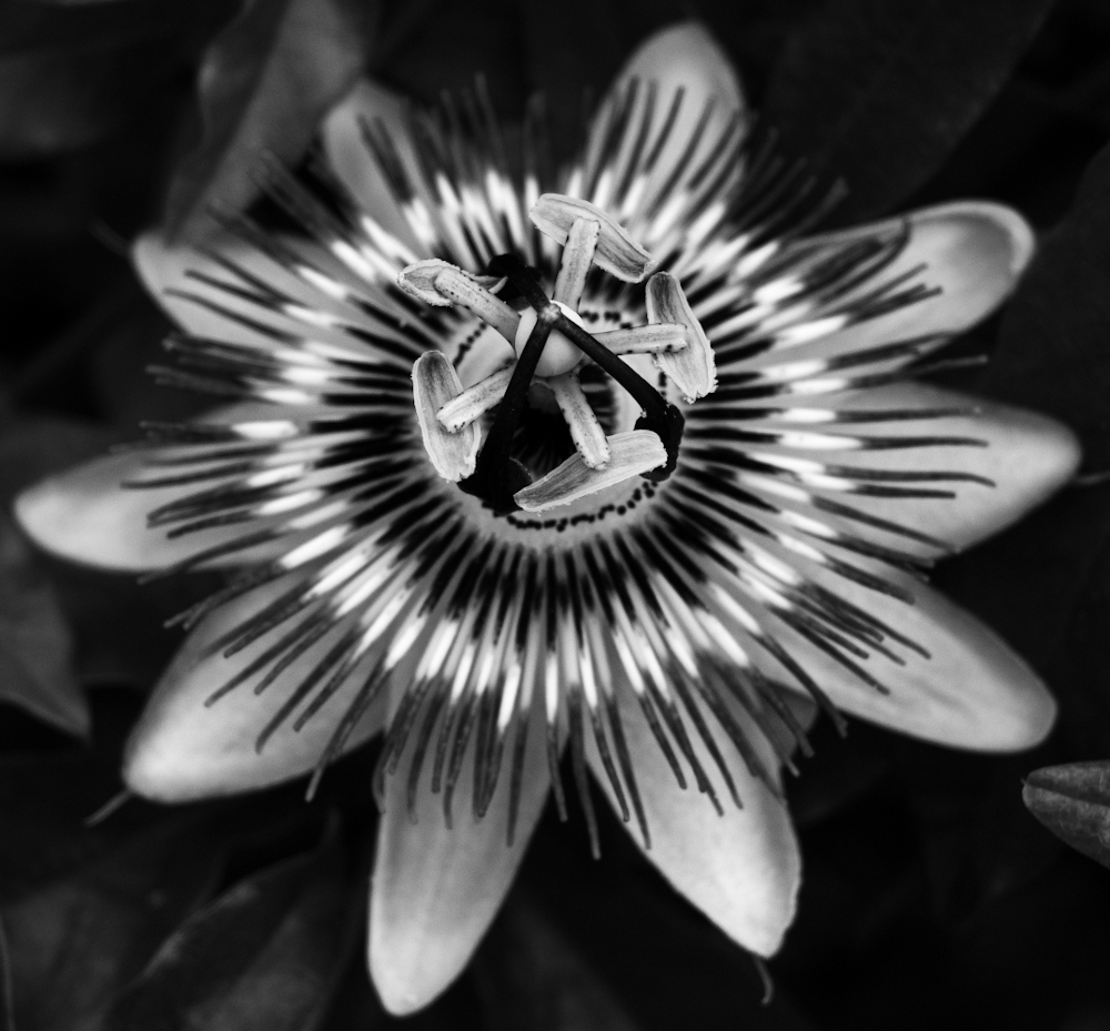 flower.jpg.b558dbd92b80addeb681e019b73007d9.jpg