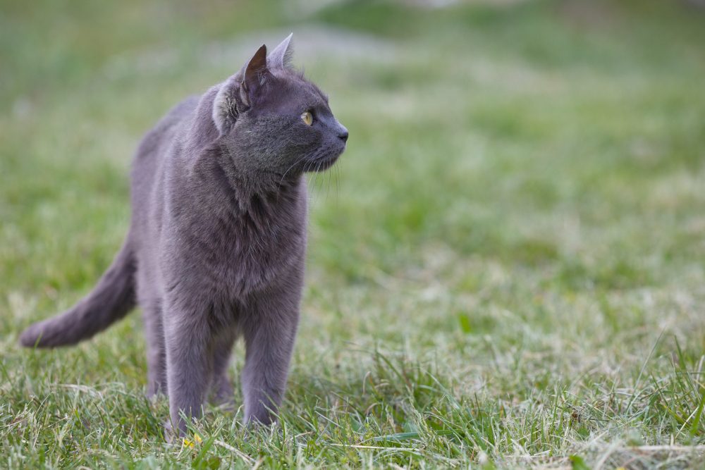 griselle8122V2.jpg.db44a3029a0bdc56c43062d5291d0d0b.jpg