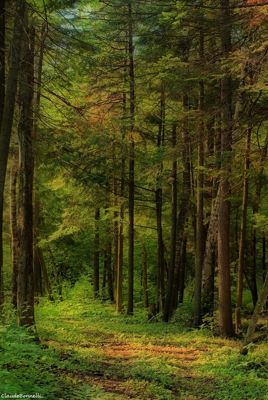 sentier.jpg.e0966ac379e270682c898dd18d494986.jpg