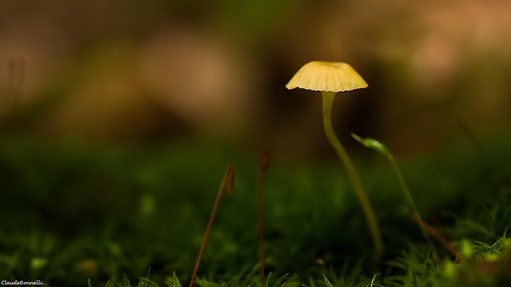 1-1-2380_filtered.jpg.7ae45acb9c39e181cddf9da5cbd5c5a4.jpg