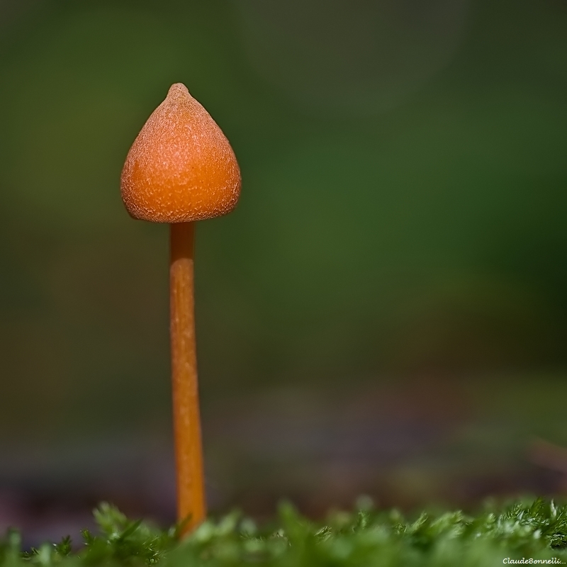 1-1-3055_filtered.jpg.cfc354a217470fa1651a4eb27518d27e.jpg