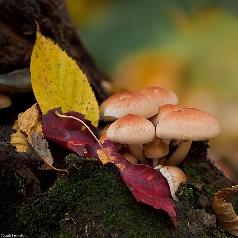 1-3079-2_filtered.jpg.a888eb9189abb56b4a8f484ce76abcc0.jpg