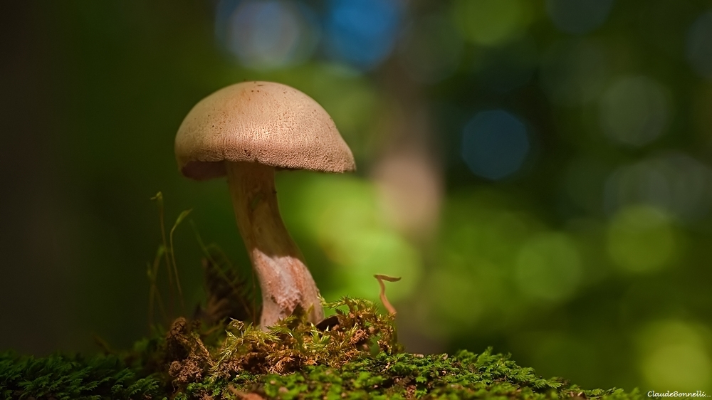 1-5304_filtered.jpg.f34e523402e2bda13969a54c3b8d6201.jpg