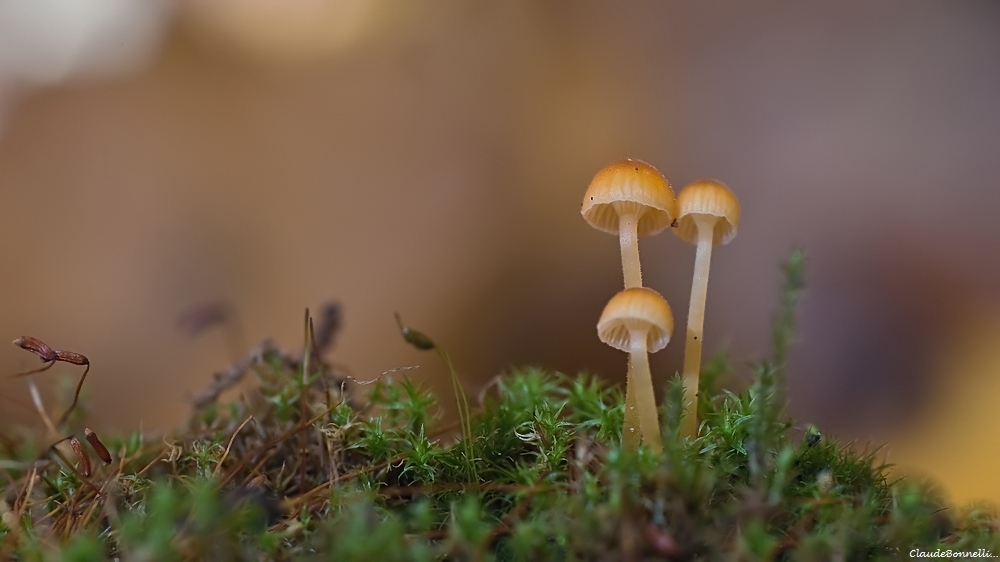1-6628_filtered.jpg.d529ae4f185c514018ac5b9253c421eb.jpg