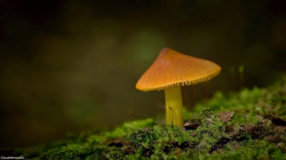 1125972417_champignon2973_filtered.jpg.ec7362fafa7ff78bab3b611cedd6ed3b.jpg