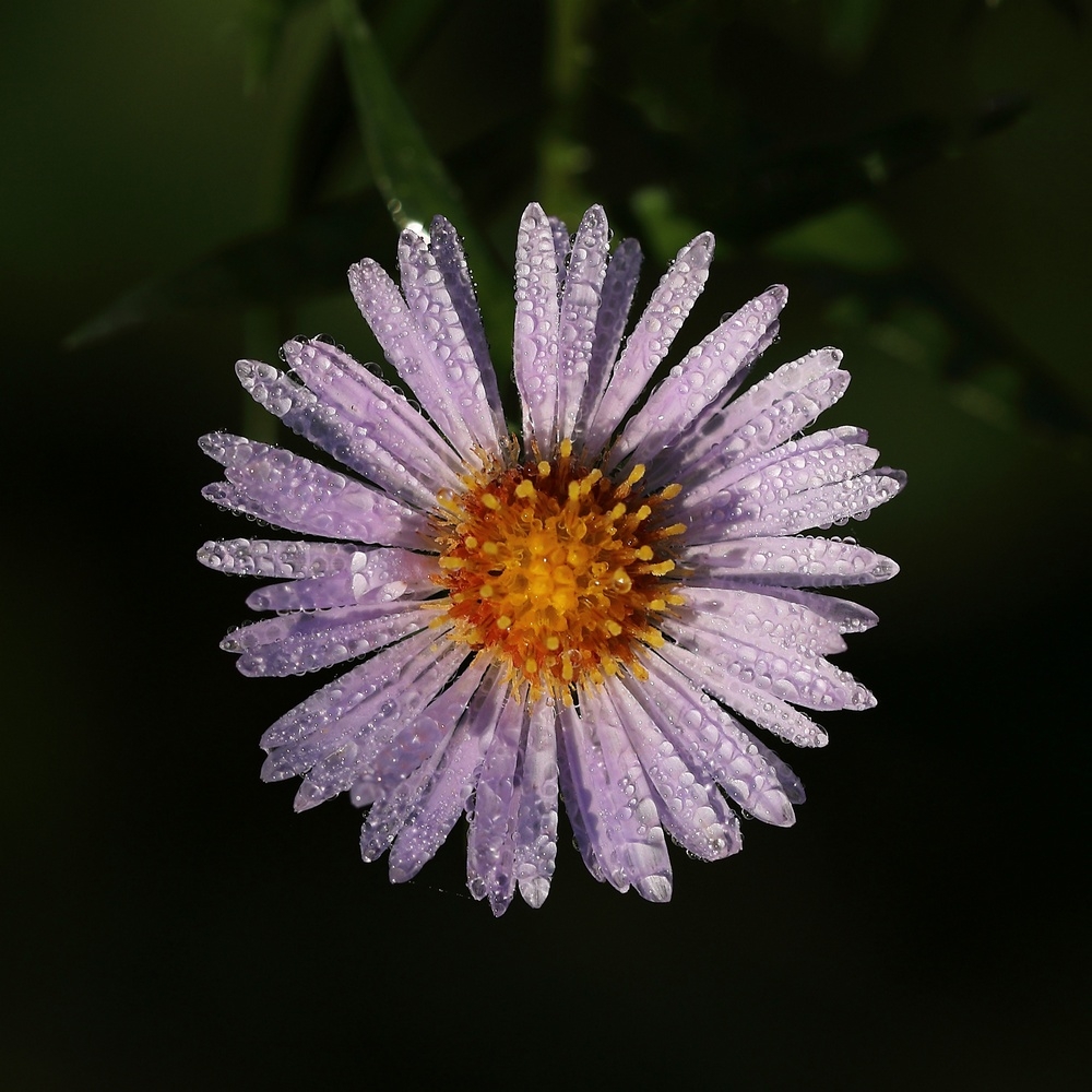 2G6A0329.JPG.38f429e1df63e6ff90082cc5ccd35abb.JPG