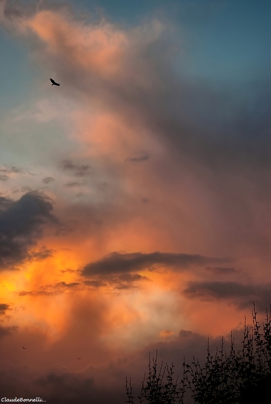59-5319-1_filtered.jpg.c52488e214cdb2602600f054d2eff2f3.jpg