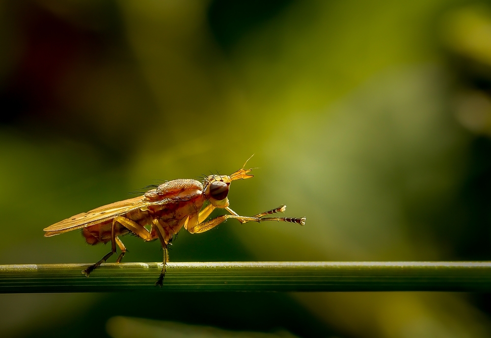 _DSC7042-1.JPG.c31f4b6f992e820a3c5d46efdbba1211.JPG
