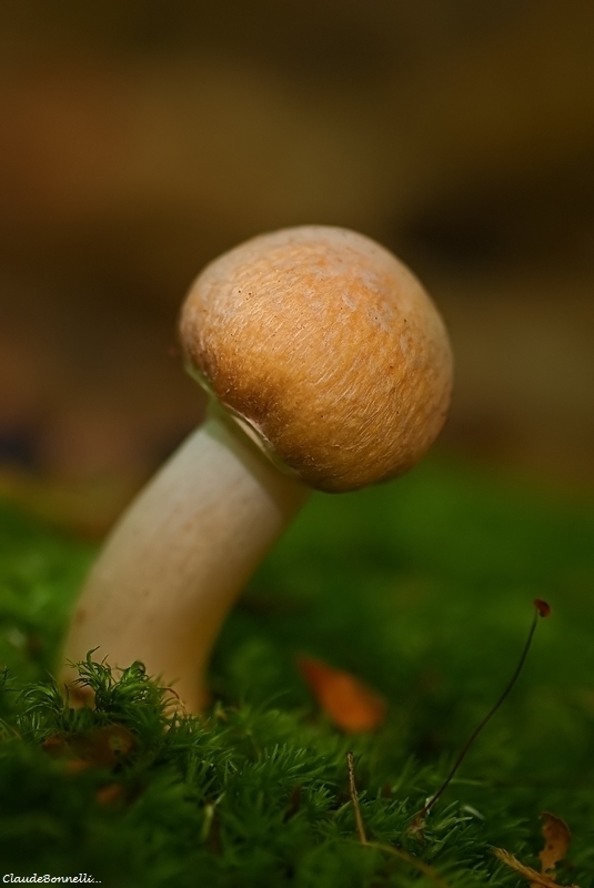 1-1-3035_filtered.jpg.e9b512b7cbe44483b38ed333d8db8f5c.jpg