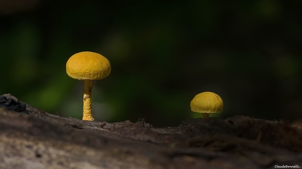 1-3680-2_filtered.jpg.810aa6357efdd74871764fe63580e9fe.jpg