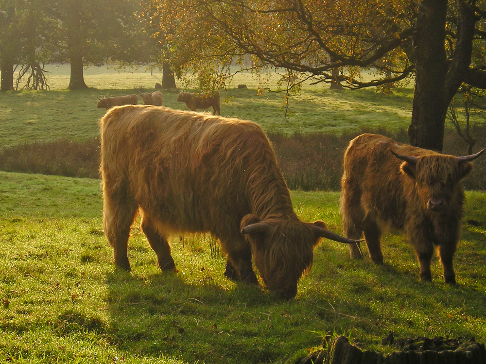 Scottish Cow.jpeg